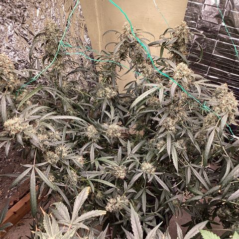 Alofoke 🇵🇷 growlog photo: Days left 