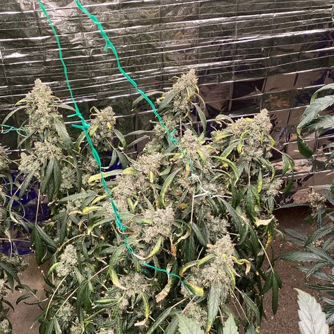 Alofoke 🇵🇷 growlog photo: Days for Harvest looking Beautiful 🤩🔥🔥🔥✂️