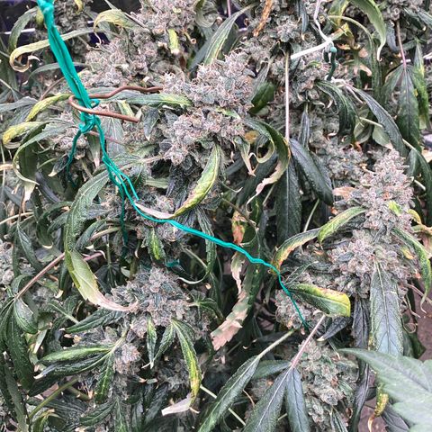 Alofoke 🇵🇷 growlog photo: Days for Harvest looking Beautiful 🤩🔥🔥🔥✂️