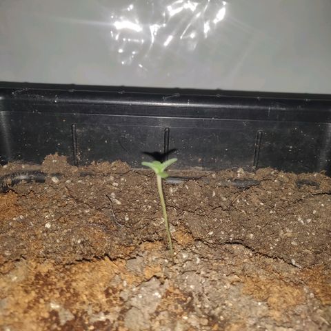 Gorilla Glue #4 growlog timeline photo
