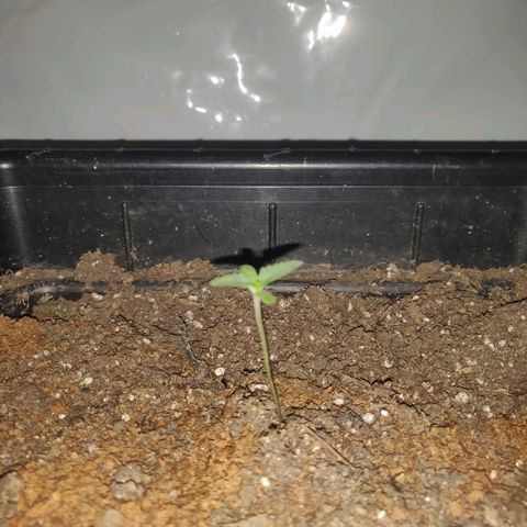Gorilla Glue #4 growlog timeline photo