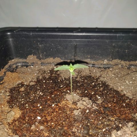 Gorilla Glue #4 growlog timeline photo