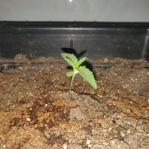 Gorilla Glue #4 growlog timeline photo