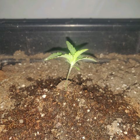 Gorilla Glue #4 growlog timeline photo