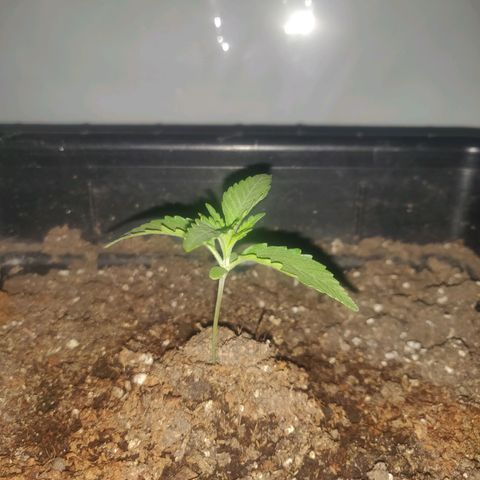 Gorilla Glue #4 growlog timeline photo