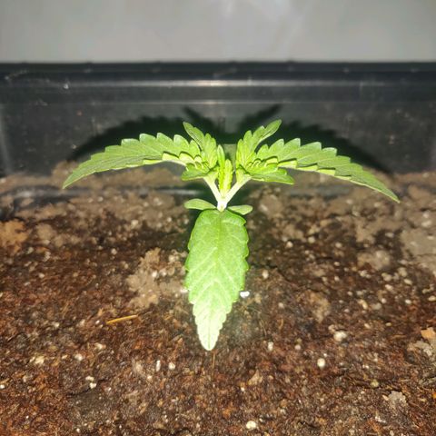 Gorilla Glue #4 growlog timeline photo