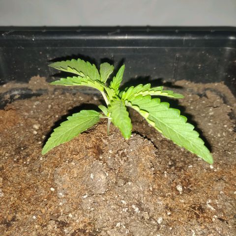 Gorilla Glue #4 growlog timeline photo