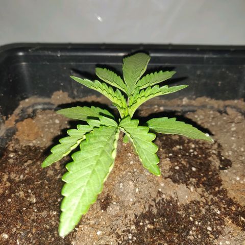 Gorilla Glue #4 growlog timeline photo