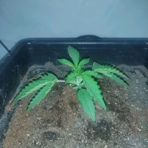 Gorilla Glue #4 growlog timeline photo