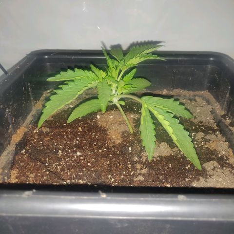Gorilla Glue #4 growlog timeline photo
