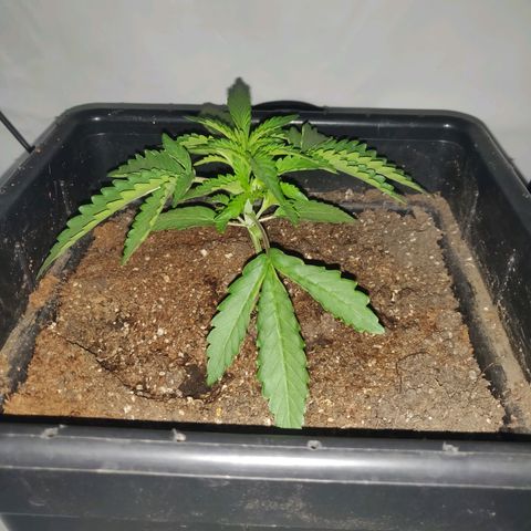 Gorilla Glue #4 growlog timeline photo