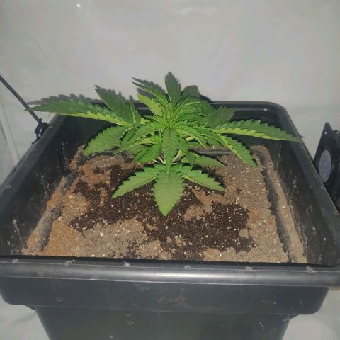 Gorilla Glue #4 growlog timeline photo