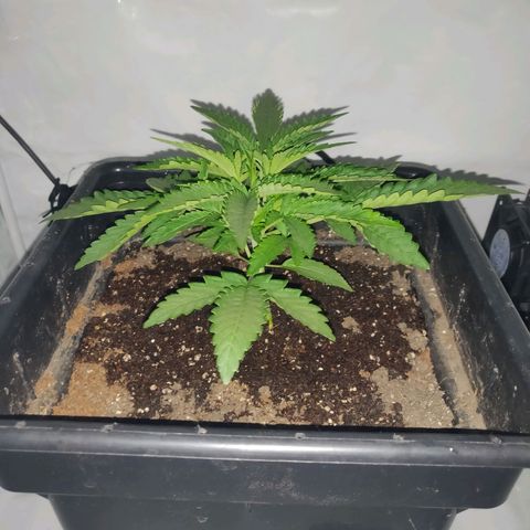 Gorilla Glue #4 growlog timeline photo
