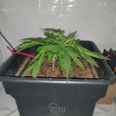 Gorilla Glue #4 growlog timeline photo