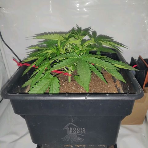 Gorilla Glue #4 growlog timeline photo