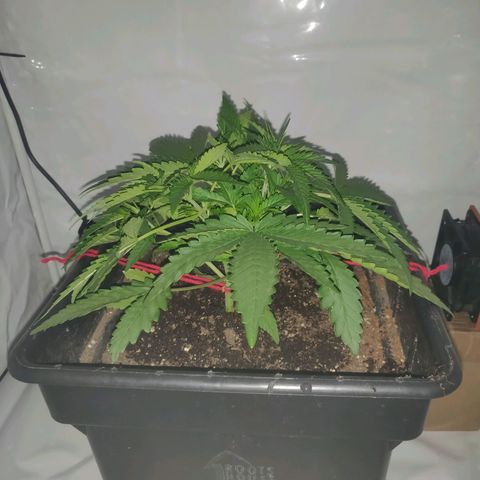 Gorilla Glue #4 growlog timeline photo