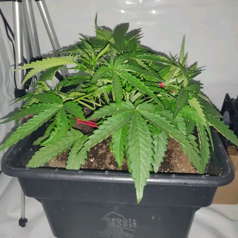 Gorilla Glue #4 growlog timeline photo