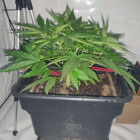 Gorilla Glue #4 growlog timeline photo