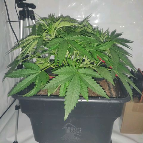Gorilla Glue #4 growlog timeline photo