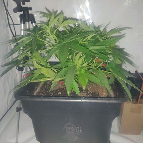 Gorilla Glue #4 growlog timeline photo