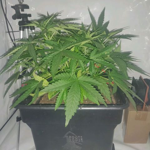Gorilla Glue #4 growlog timeline photo