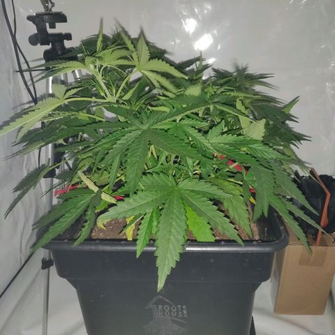 Gorilla Glue #4 growlog timeline photo