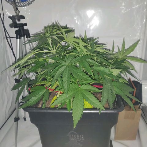 Gorilla Glue #4 growlog photo: Decoloración y debilitamiento en las hojas inferiores