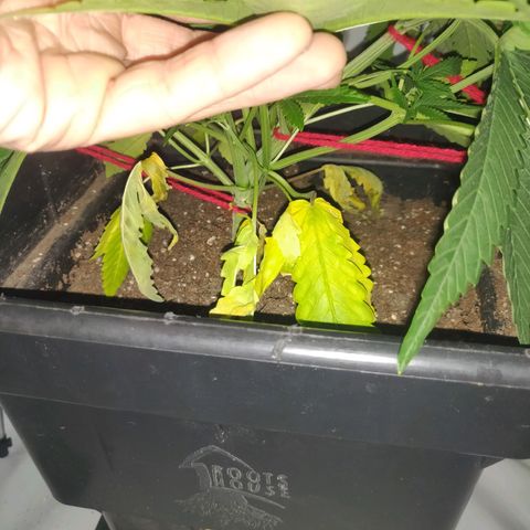 Gorilla Glue #4 growlog photo: Decoloración y debilitamiento en las hojas inferiores