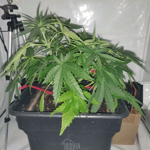 Gorilla Glue #4 growlog timeline photo