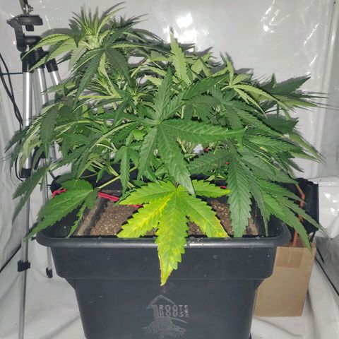 Gorilla Glue #4 growlog timeline photo
