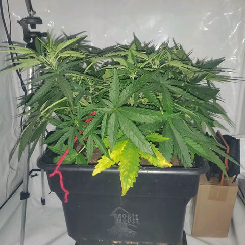Gorilla Glue #4 growlog timeline photo