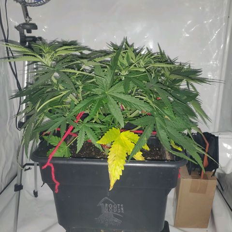 Gorilla Glue #4 growlog timeline photo