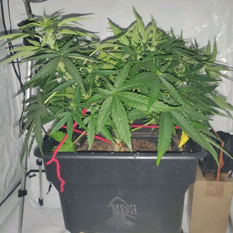 Gorilla Glue #4 growlog timeline photo