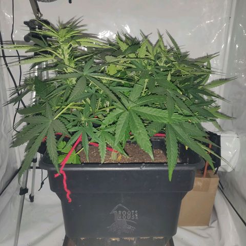 Gorilla Glue #4 growlog timeline photo