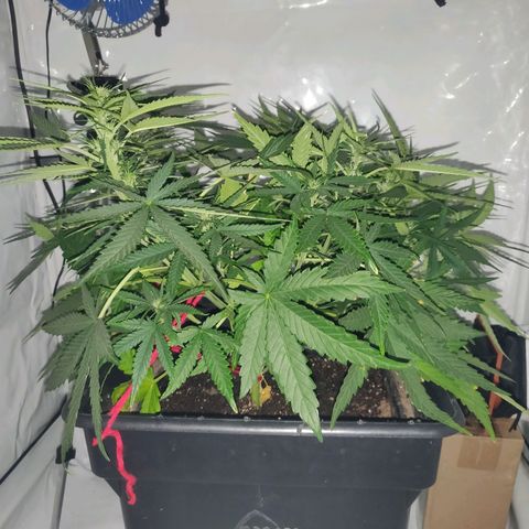 Gorilla Glue #4 growlog timeline photo