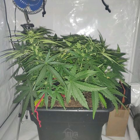 Gorilla Glue #4 growlog timeline photo