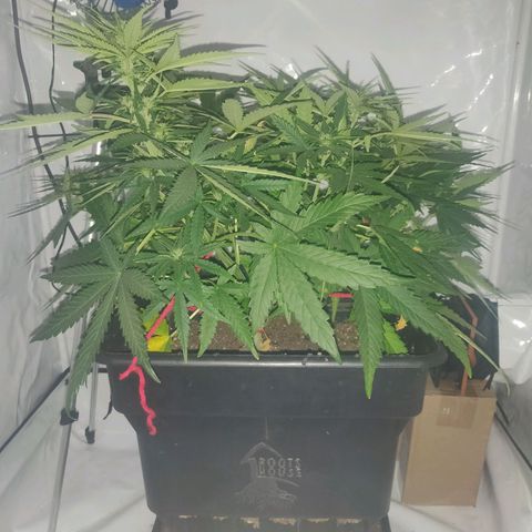 Gorilla Glue #4 growlog timeline photo