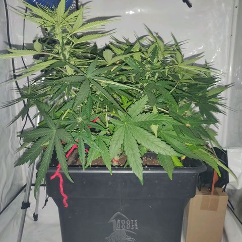 Gorilla Glue #4 growlog timeline photo