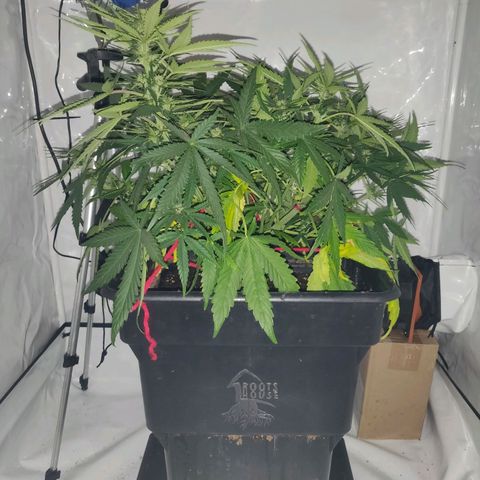 Gorilla Glue #4 growlog timeline photo
