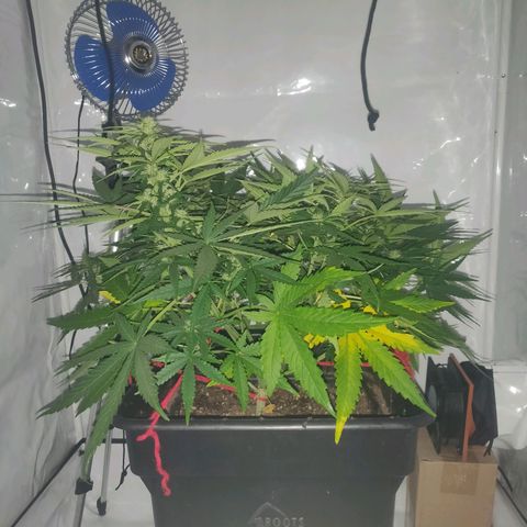 Gorilla Glue #4 growlog timeline photo