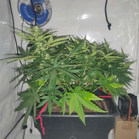 Gorilla Glue #4 growlog timeline photo