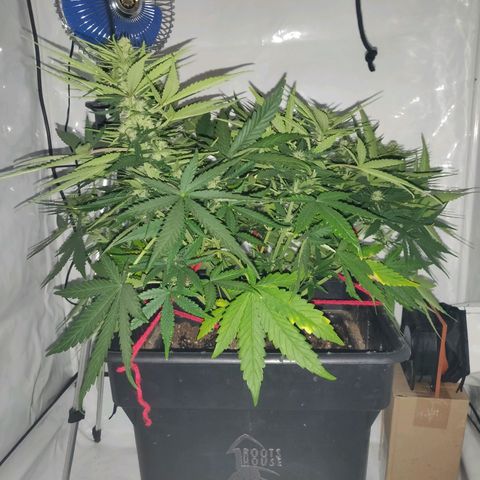 Gorilla Glue #4 growlog timeline photo