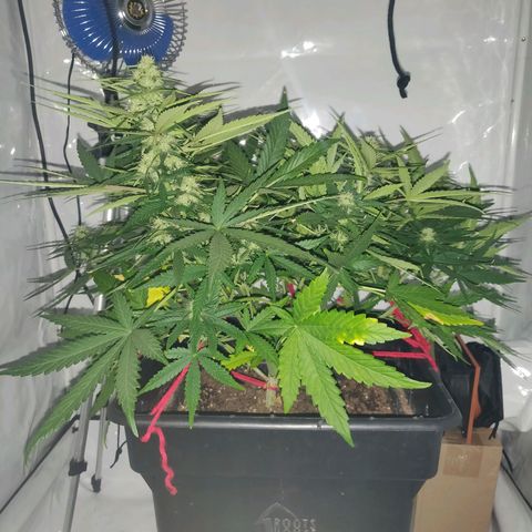 Gorilla Glue #4 growlog timeline photo