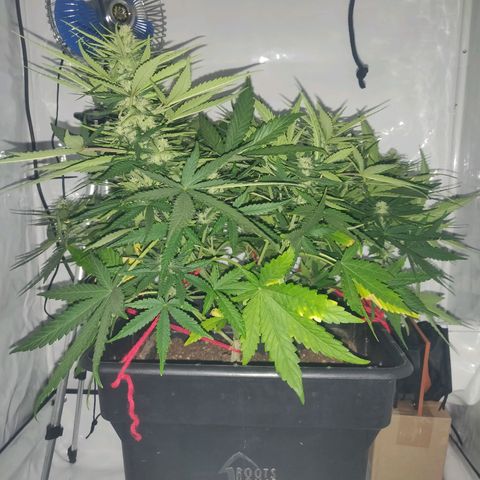 Gorilla Glue #4 growlog timeline photo