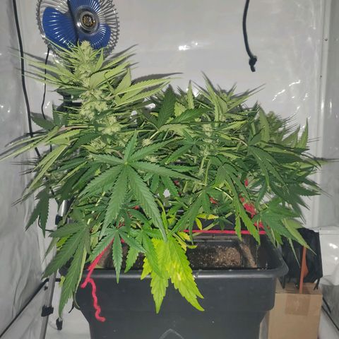 Gorilla Glue #4 growlog timeline photo