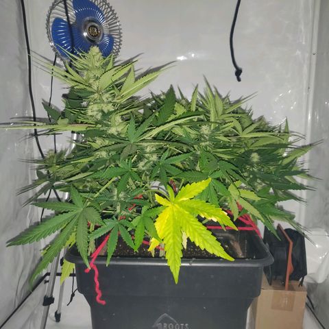 Gorilla Glue #4 growlog timeline photo