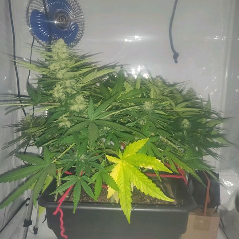 Gorilla Glue #4 growlog timeline photo