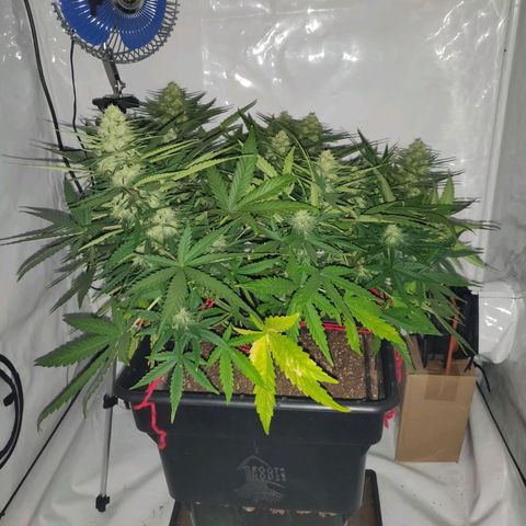 Gorilla Glue #4 growlog timeline photo
