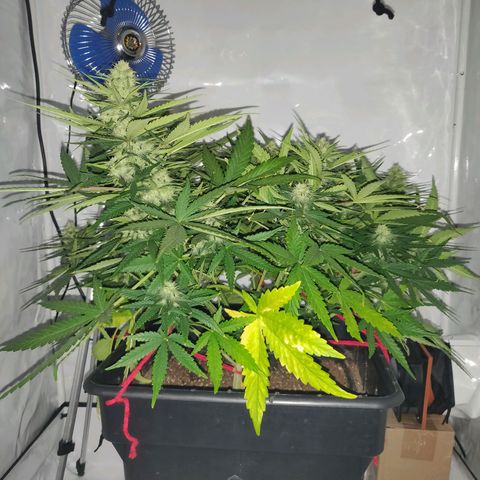 Gorilla Glue #4 growlog timeline photo