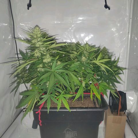 Gorilla Glue #4 growlog timeline photo